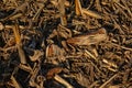 Close up of stubbles and cones of corn plants left after harvest in winter