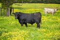 Close up of Stud Beef stud angus bulls and cows grazing on grass in a paddock, in Australia