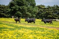 Close up of Stud Beef bulls, cows and calves grazing on grass in a field, in Australia. breeds of cattle include speckle park,