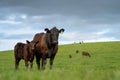 Close up of Stud Beef bulls and cows grazing on grass in a field, in Australia. eating hay and silage. breeds include speckle park