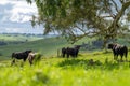 Close up of Stud Beef bulls and cows grazing on grass in a field, in Australia. eating hay and silage. breeds include speckled Royalty Free Stock Photo