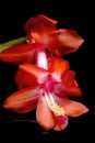 Close up of Christmas cactus flower Royalty Free Stock Photo