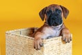 Close-up studio portrait of cute bull mastiff puppy on yellow background, siting in a basket and looking right to the camera.