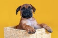 Close-up studio portrait of cute bull mastiff puppy on yellow background, siting in a basket and looking right to the camera.