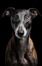 Close up studio portrait strong, fast greyhound dog looking in camera isolated on black background Royalty Free Stock Photo