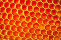 Close up studio shot of authentic organic honey in honeycomb - healthy eating concept