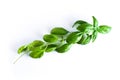 Close up studio shot of fresh green basil branch herb leaves isolated on white background. Sweet Genovese basil Royalty Free Stock Photo