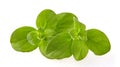 Close up studio shot of fresh green basil herb leaves isolated o