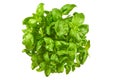 Close up studio shot of fresh green basil herb leaves isolated on white background. Sweet Genovese basil Royalty Free Stock Photo