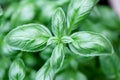 Close up studio shot of fresh green basil herb leaves isolated on white background. Sweet Genovese basil. Royalty Free Stock Photo