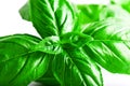 Close up studio shot of fresh green basil herb leaves on white background. Sweet Genovese basil