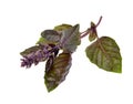 Close up studio shot of fresh red basil herb leaves isolated on white background. Purple Royalty Free Stock Photo