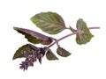 Close up studio shot of fresh red basil herb leaves isolated on white background. Purple Royalty Free Stock Photo