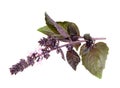 Close up studio shot of fresh red basil herb leaves isolated on white background. Purple Royalty Free Stock Photo