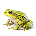 Close-Up Studio Shot of Green Frog Isolated on White Background