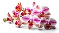 Close up studio shot of group white purple Moth orchid flowers isolated on white background Royalty Free Stock Photo