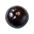 Close up studio shot of a single dark brown avocado on a plain white background plain Royalty Free Stock Photo