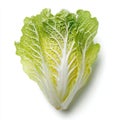 Fresh Napa Cabbage Leaf With Vibrant Green and Yellow Tones Isolated on White Background Studio Shot Royalty Free Stock Photo
