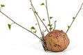 Close up Studio Shot of Sprouting Sweet Potato Shoots Royalty Free Stock Photo