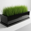 Lush Green Grass Growing in a Sleek Black Rectangular Planter with a Matching Tray image Royalty Free Stock Photo