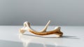 Wishbone Thanksgiving Tradition, Good Luck Charm, Bone Royalty Free Stock Photo