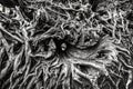 CLose up of a stump and roots of a fallen tree in Cathedral Grove, MacMillan Provincial Park, Vancouver island British Columbia,