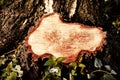 Close-up on a stump of a tree felled. Stump after removal of dam Royalty Free Stock Photo