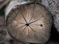 Close up stump on the tree.Wood texture year-old rings background Royalty Free Stock Photo