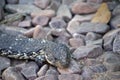 Stumpy tailed lizard Royalty Free Stock Photo