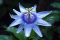 close-up of stunning blue passion flower bloom