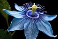 close-up of stunning blue passion flower bloom