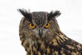 A close up of a stunning Great horned owl