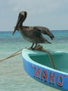 Close up of pelican standing on blue boat, Playa del Carmen, Mexico