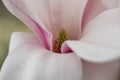 Close up of magnolia flower with white and pink petals. Magnolia trees flower for about three days a year in springtime. Royalty Free Stock Photo