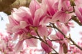 Close up of magnolia flowers with white and pink petals. Magnolia trees flower for about three days a year in springtime. Royalty Free Stock Photo