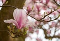 Close up of magnolia flowers with white and pink petals. Magnolia trees flower for about three days a year in springtime. Royalty Free Stock Photo