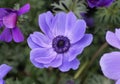 Close up of the stunning Poppy Anemone flower `Monalisa Deep Blue`