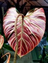 Closeup of a stunning red back leaf of Philodendron Verrucosum Amazon Sunset Royalty Free Stock Photo