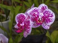 Close-up stunning texture white red colour orchid flower picture Royalty Free Stock Photo