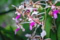 Close-up stunning texture white red and pink colour orchid flower picture Royalty Free Stock Photo