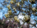 Sunning yellow flowers of the rare Yellow Fever magnolia tree, photographed in the RHS Wisley garden, Surrey UK.