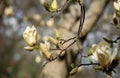 Sunning yellow flowers of the rare Yellow Fever magnolia tree, photographed in the RHS Wisley garden, Surrey UK.