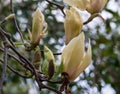 Sunning yellow flowers of the rare Yellow Lantern magnolia tree, photographed in the RHS Wisley garden, Surrey UK.