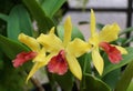 Close up of the stunning yellow and red flowers of Cattlianthe Gold Digger \'Orchid Jungle Royalty Free Stock Photo