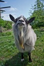 Close up of stylish funny fur goat with beard on green natural background