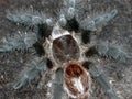 Close up of a subadult Grammostola Acteon Royalty Free Stock Photo