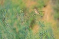 Subadult of Meadow Bunting