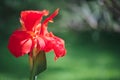 Close-up of a Subtle red Indian Shot flower Canna Indica in a South American garden. Royalty Free Stock Photo