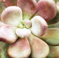 Close up of Succulent Cactus