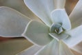 Close up of a succulent